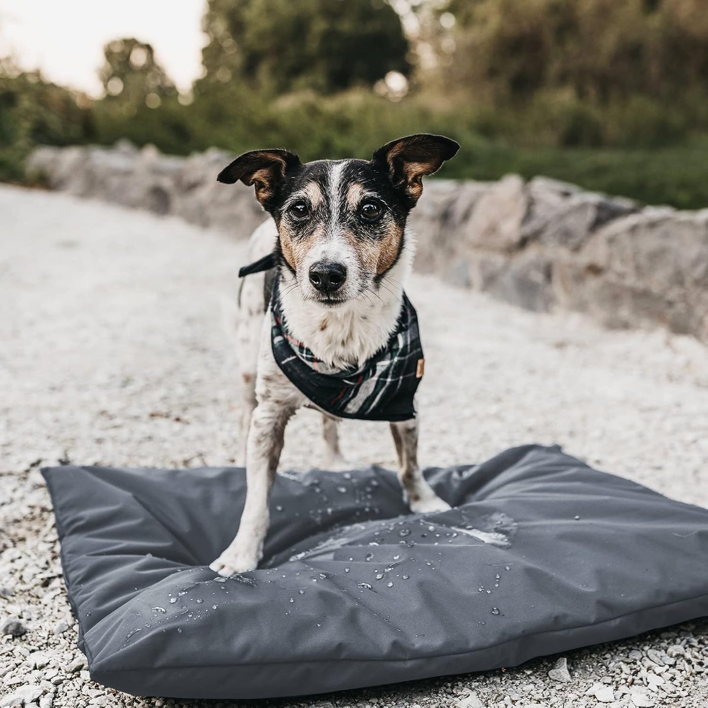Fundas para cama de perro para perro de 44 pulgadas de largo x 32 pulgadas de