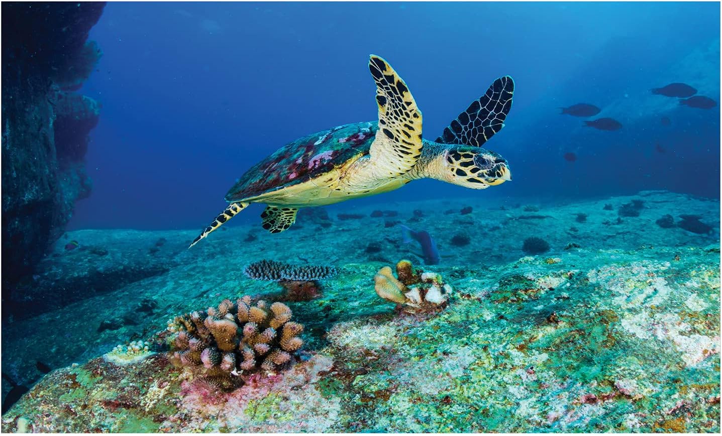 Soporte para cepillos de dientes de cerámica de tortuga marina, fascinante foto