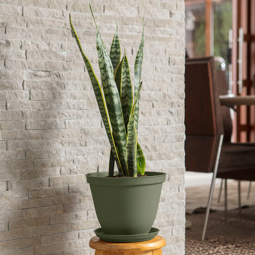 Matera Redonda Rafia 25 cm con Plato Verde Musgo