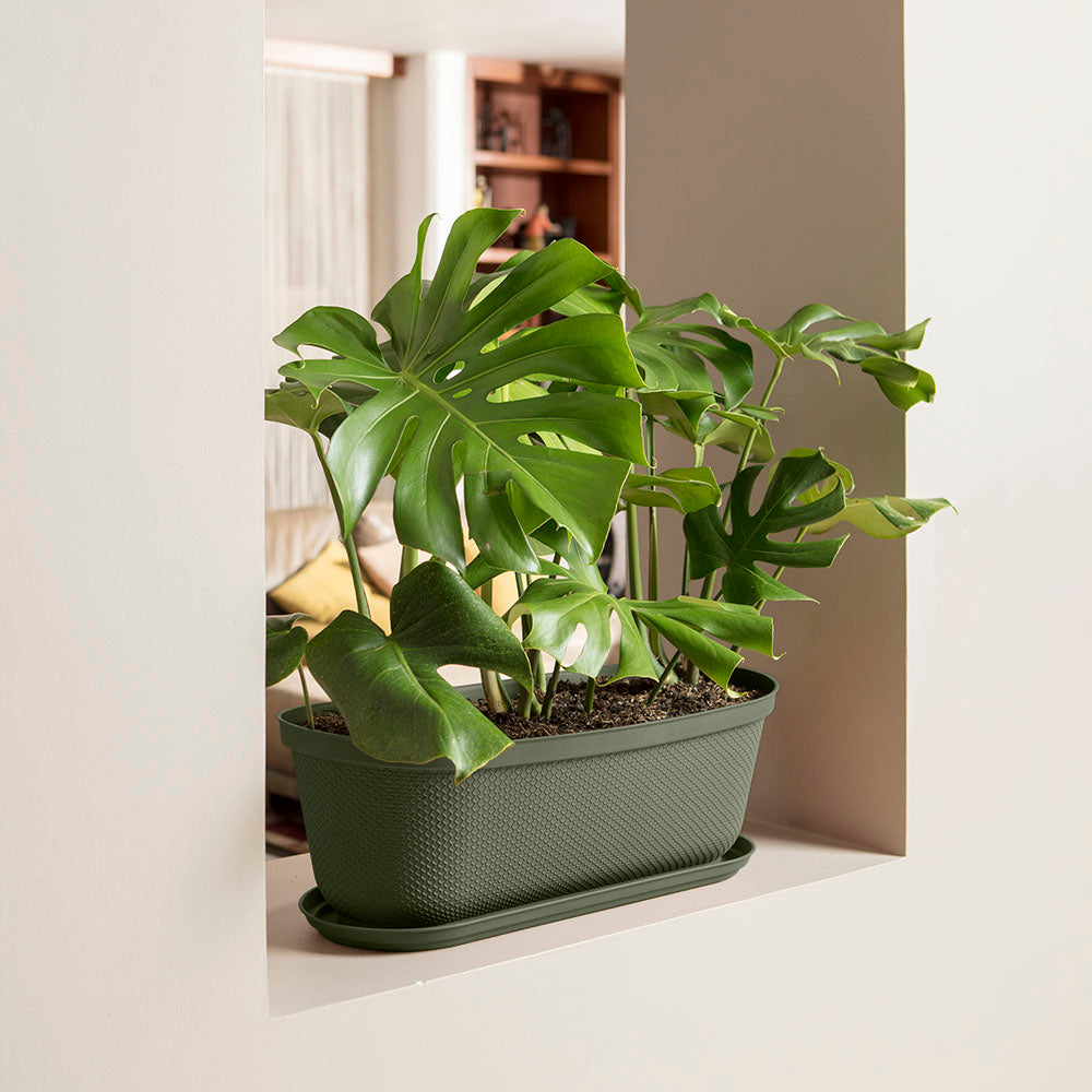 Matera Moderna Ovalada Rafia 60 cm con Plato Verde Musgo