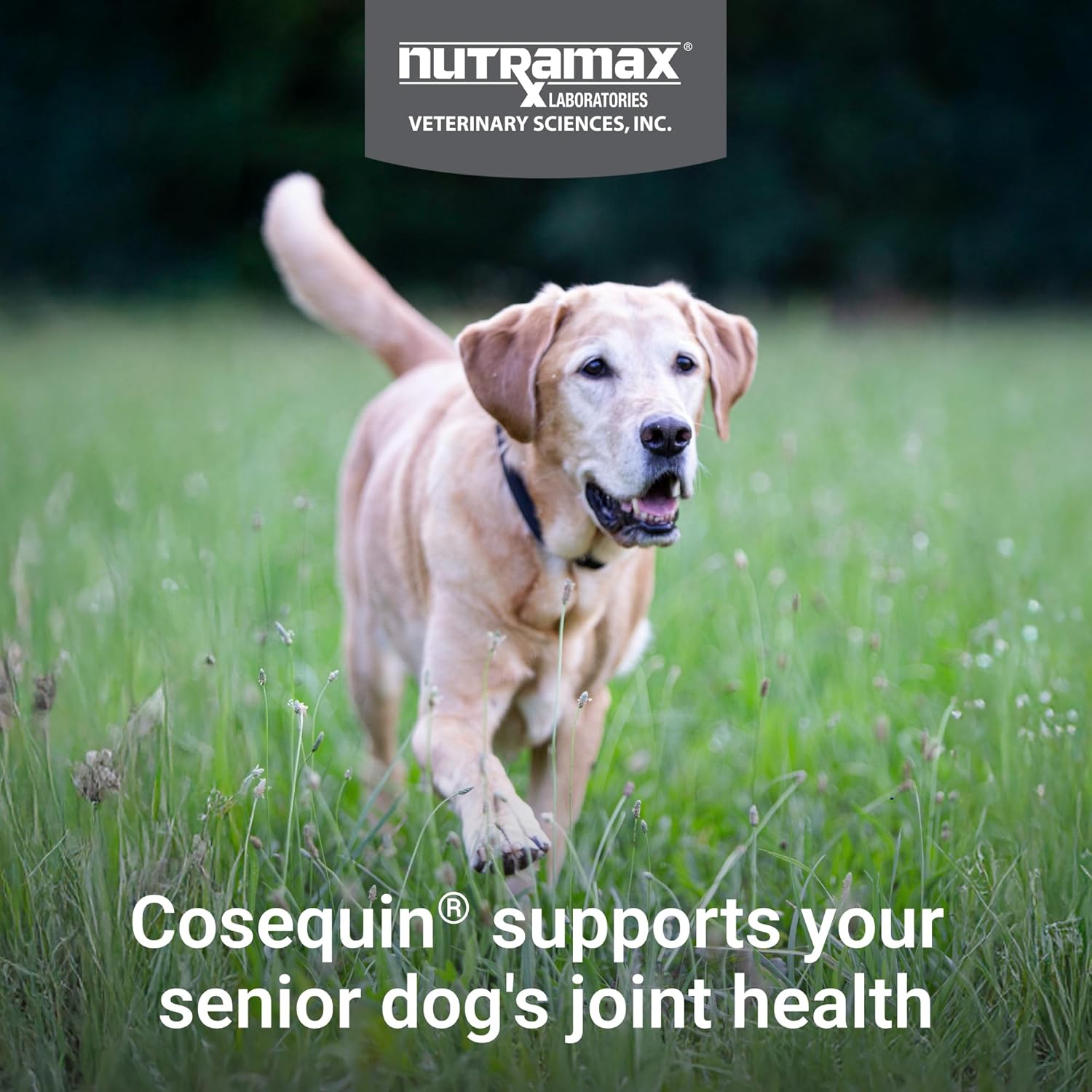 Cosequin Suplemento de salud articular para perros mayores - Con glucosamina,...