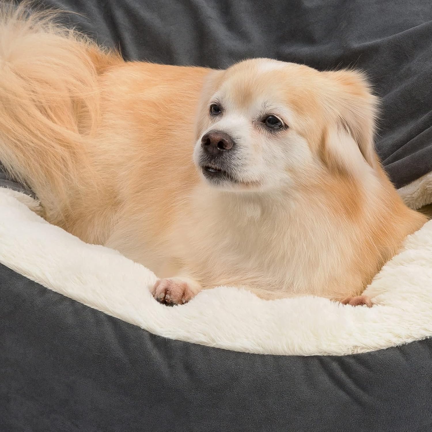 Cama para perros pequeños para perros extra pequeños de hasta 20 libras, camas...