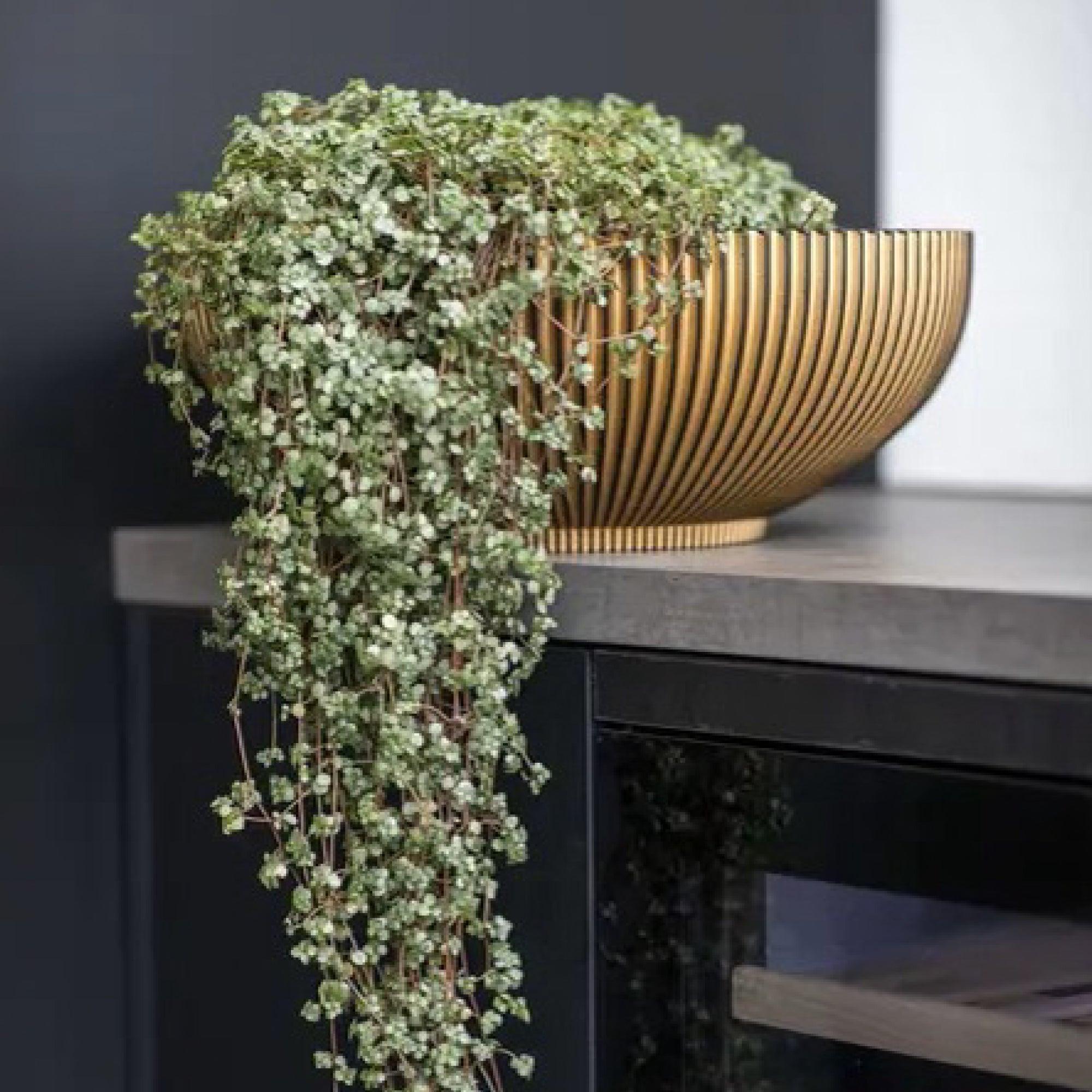 Matera Bowl Groove 40 cm Oro