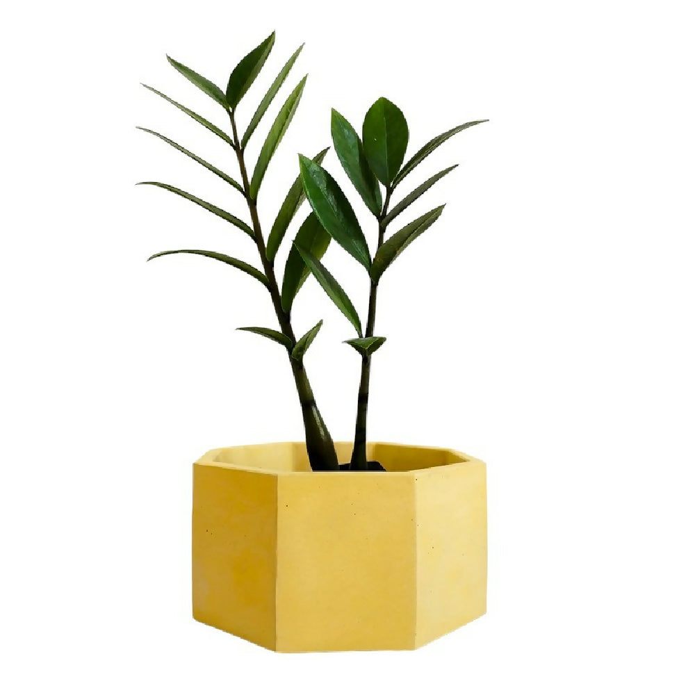matera terrario de mesa en cemento hexagonal amarillo de concreto tienda online de materas y decoracion (2)-Photoroom