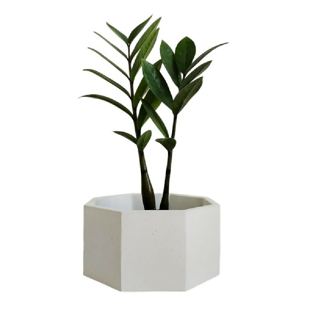 matera terrario de mesa en cemento hexagonal blanco de concreto tienda online de materas y decoración_02