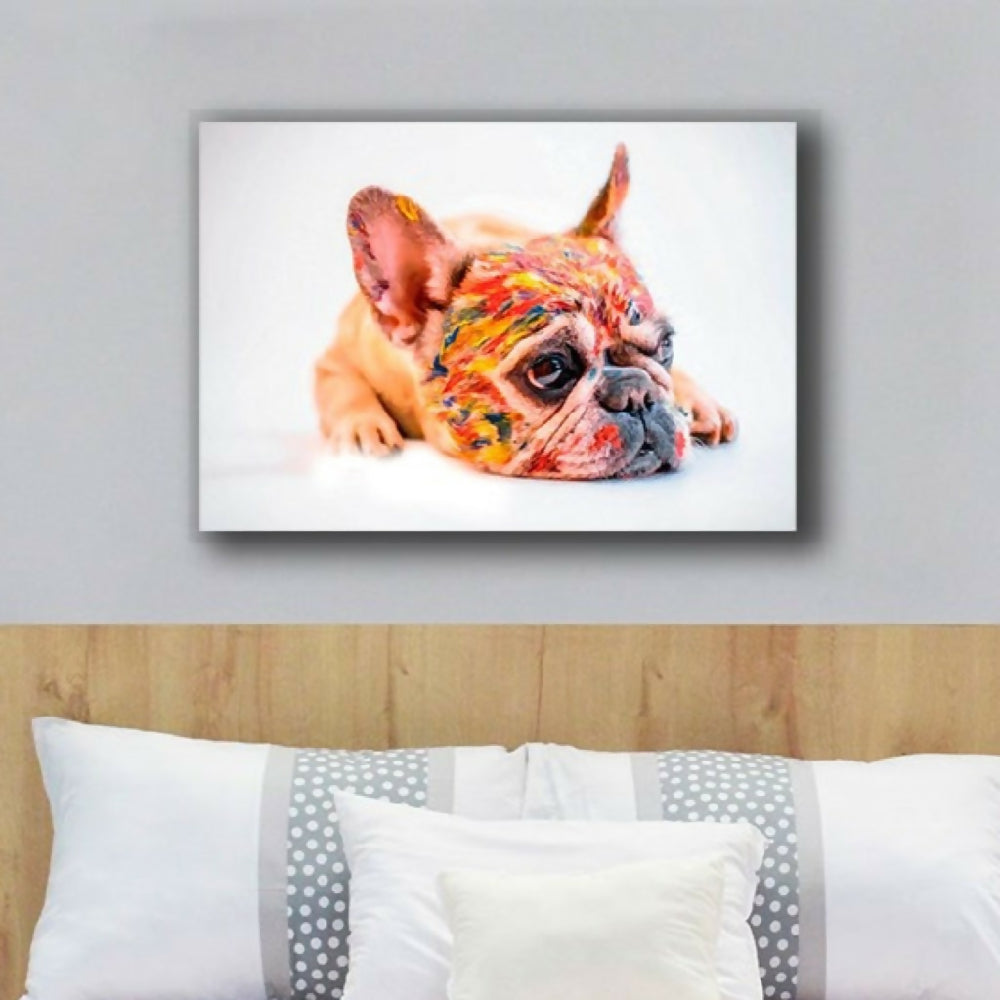 PERRO COLOR XL