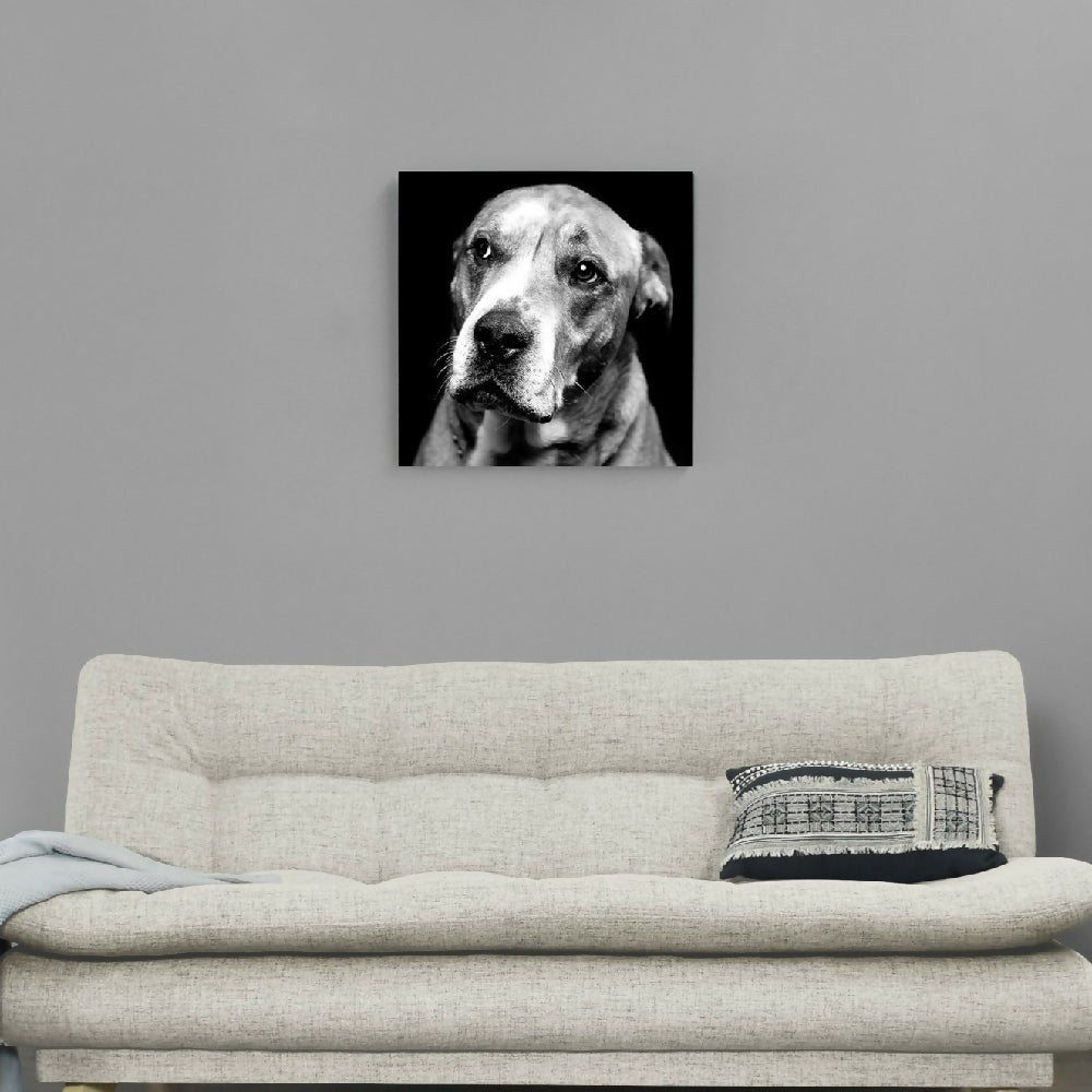 perro blanco y negro S_ph_