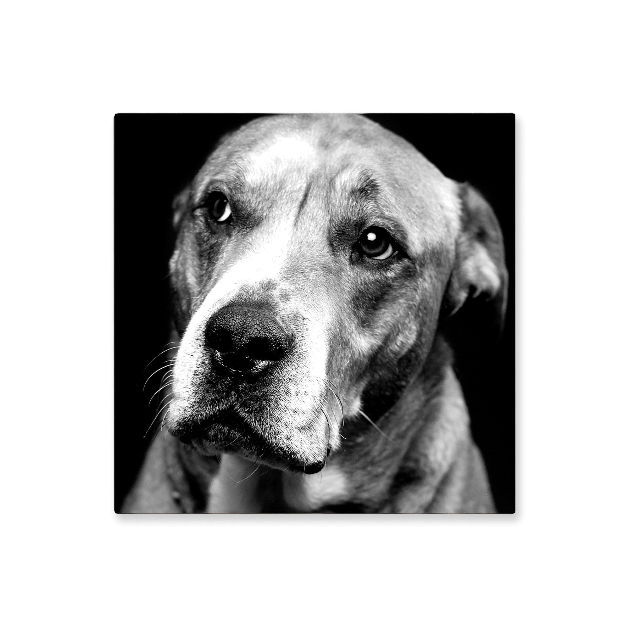 Cuadro Decorativo Perro Blanco y Negro L 60X60 cm - Impresion en Tela