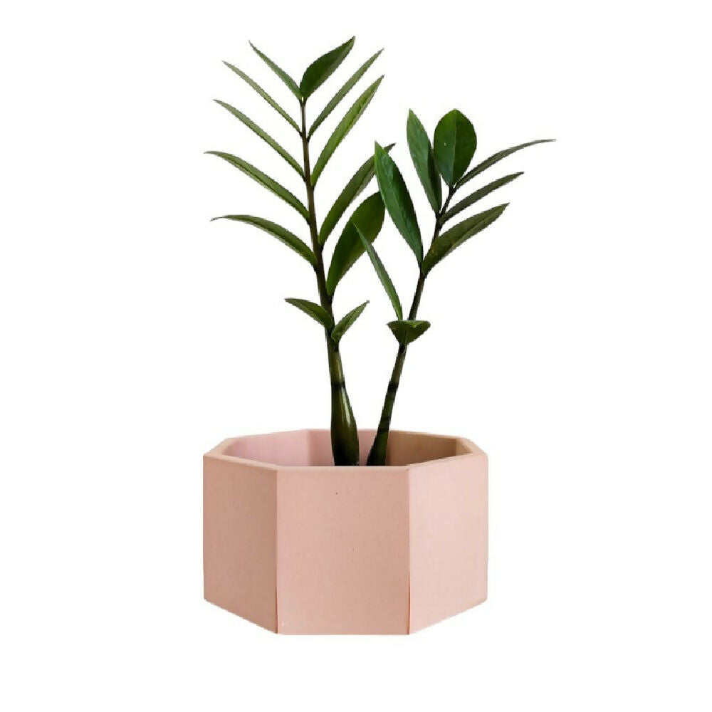 matera terrario de mesa en cemento hexagonal palo de rosa de concreto tienda online de materas y decoración_01