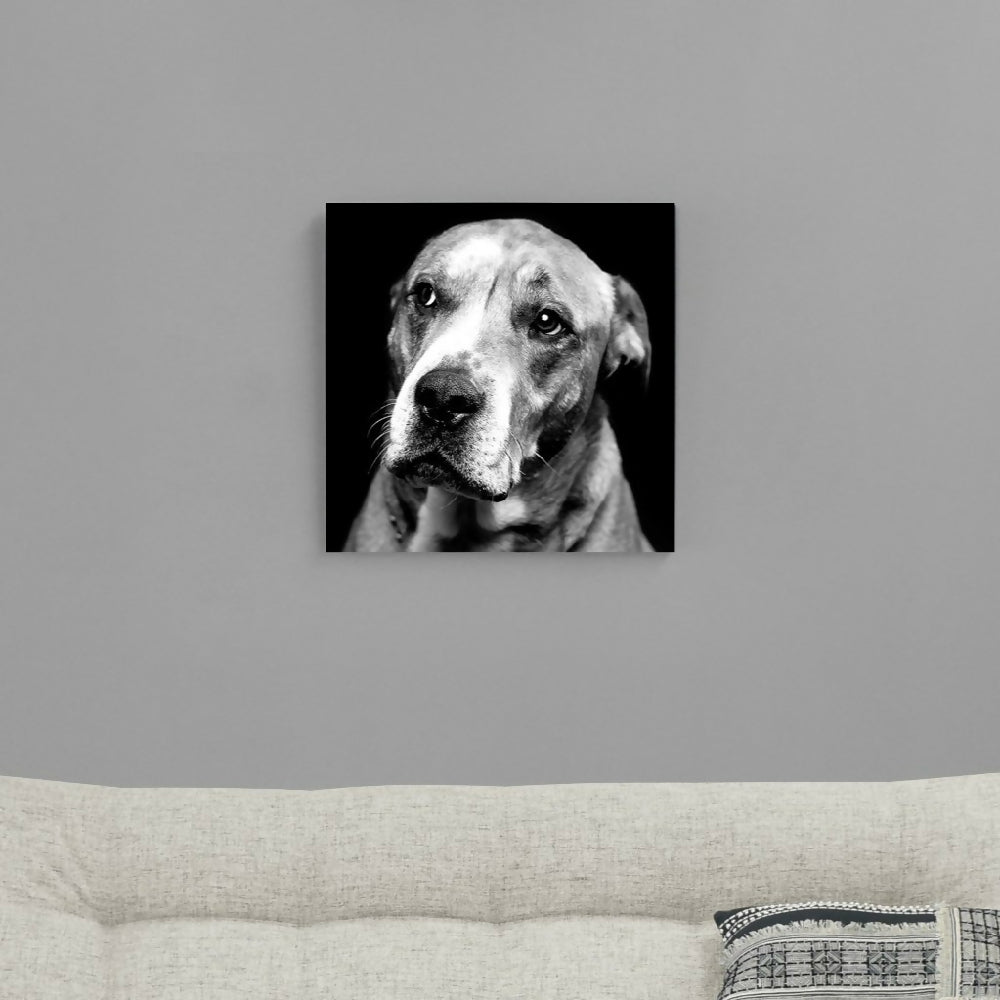 perro blanco y negro 60x60_ph_
