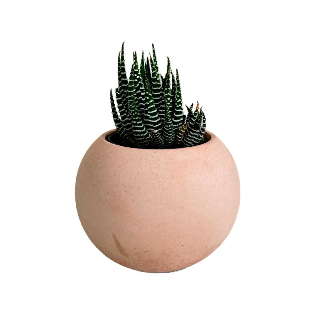 matera de mesa en cemento luna mini palo de rosa de concreto tienda online de materas y decoración_01