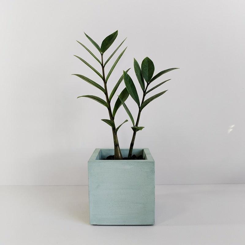 Matera Eloisa Petty de Cemento 10x10x10 cm Verde Oliva - VIRTUAL MUEBLES