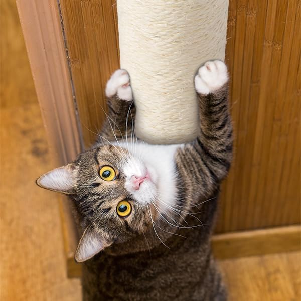 Poste rascador de gato montado en la pared para gatos de interior Estantes de