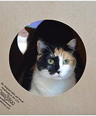 Hide and Sneak Túnel de papel plegable para gatos, fabricado en Estados Unidos,