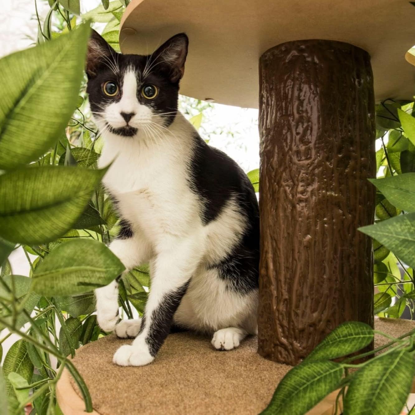 On2 Pets Árbol de gato con hojas fabricado en Estados Unidos gran condominio