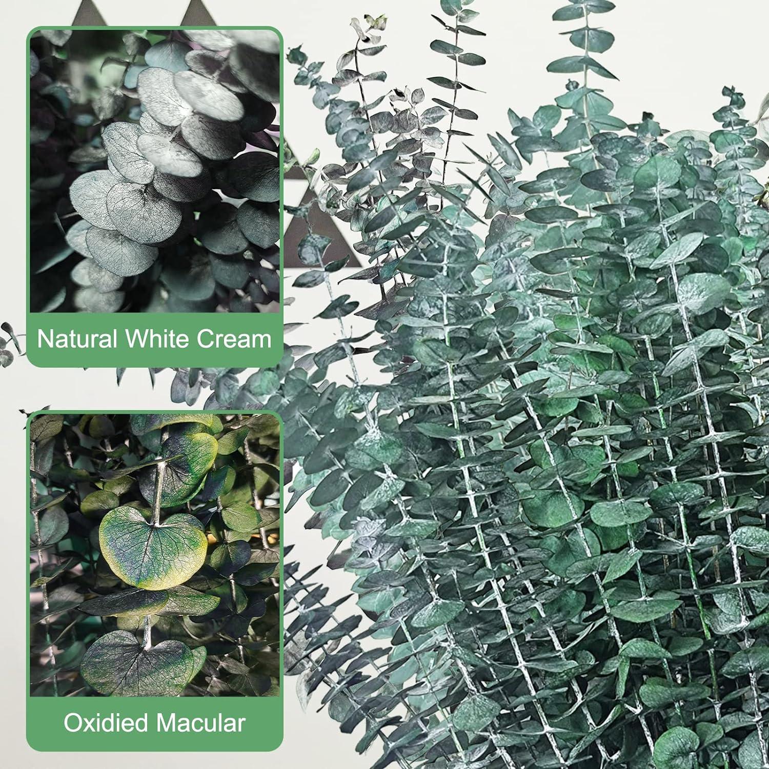 25 tallos de eucalipto preservados secos para ducha, ramas de eucalipto frescas - VIRTUAL MUEBLES