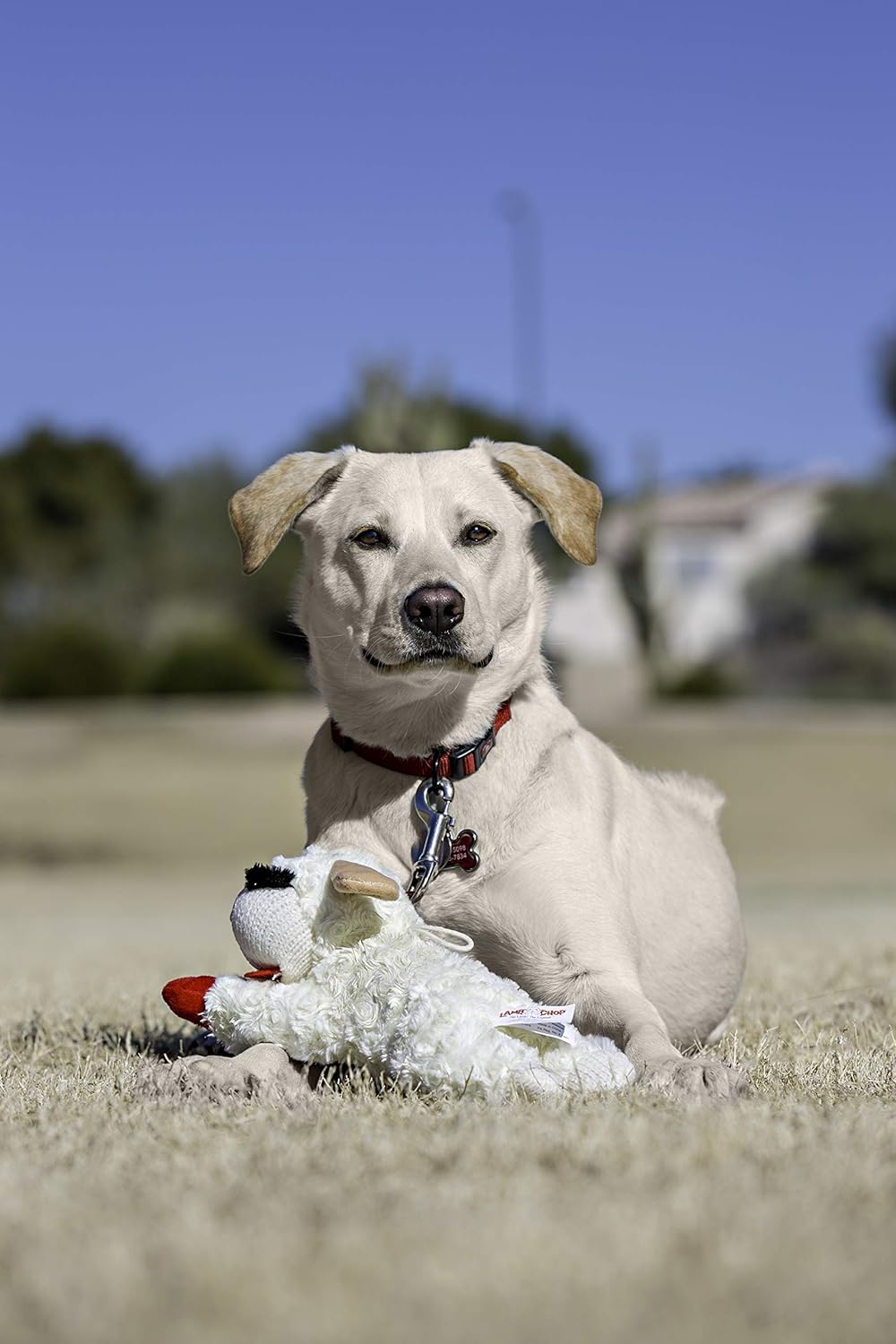 perro de peluche de juguete., Blancos & canelas