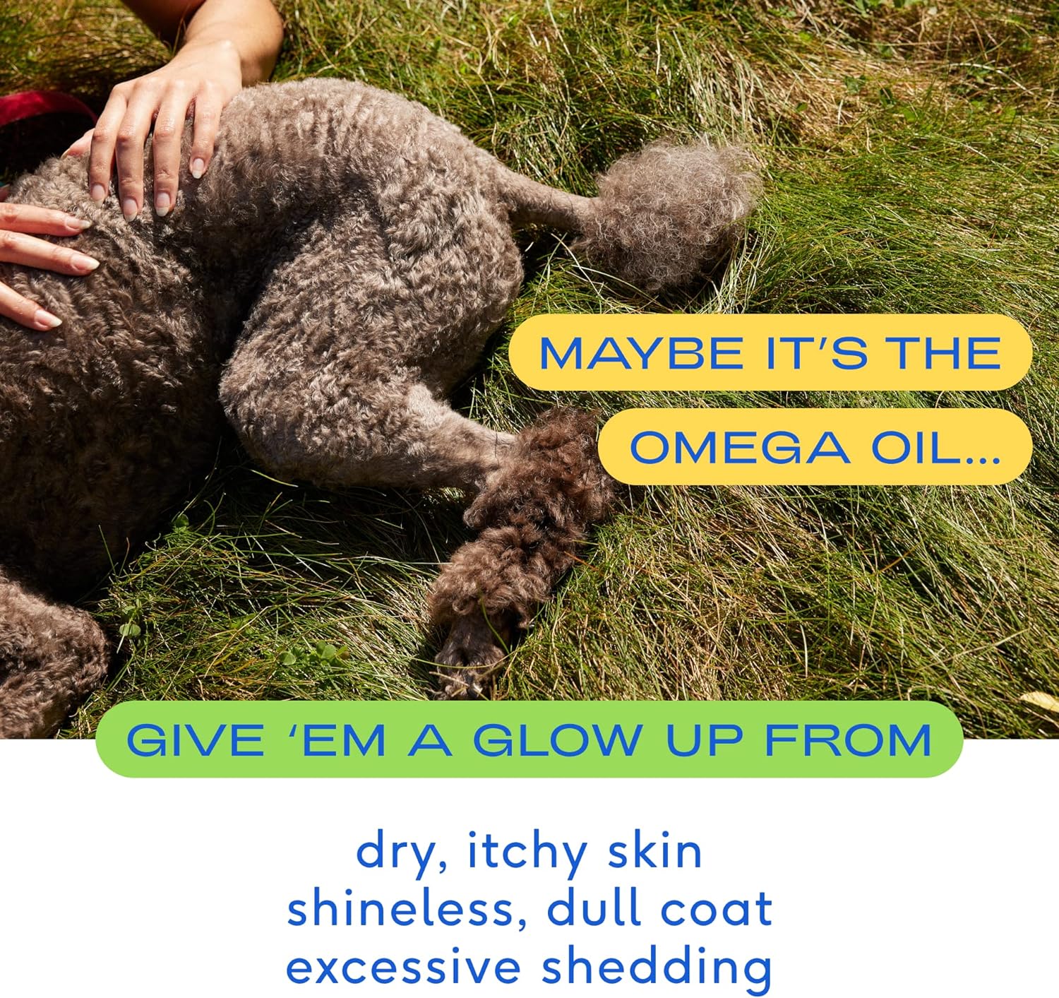Aceite Omega para perros Suplementos de aceite de pescado para perros con Omega