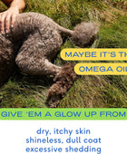 Aceite Omega para perros Suplementos de aceite de pescado para perros con Omega