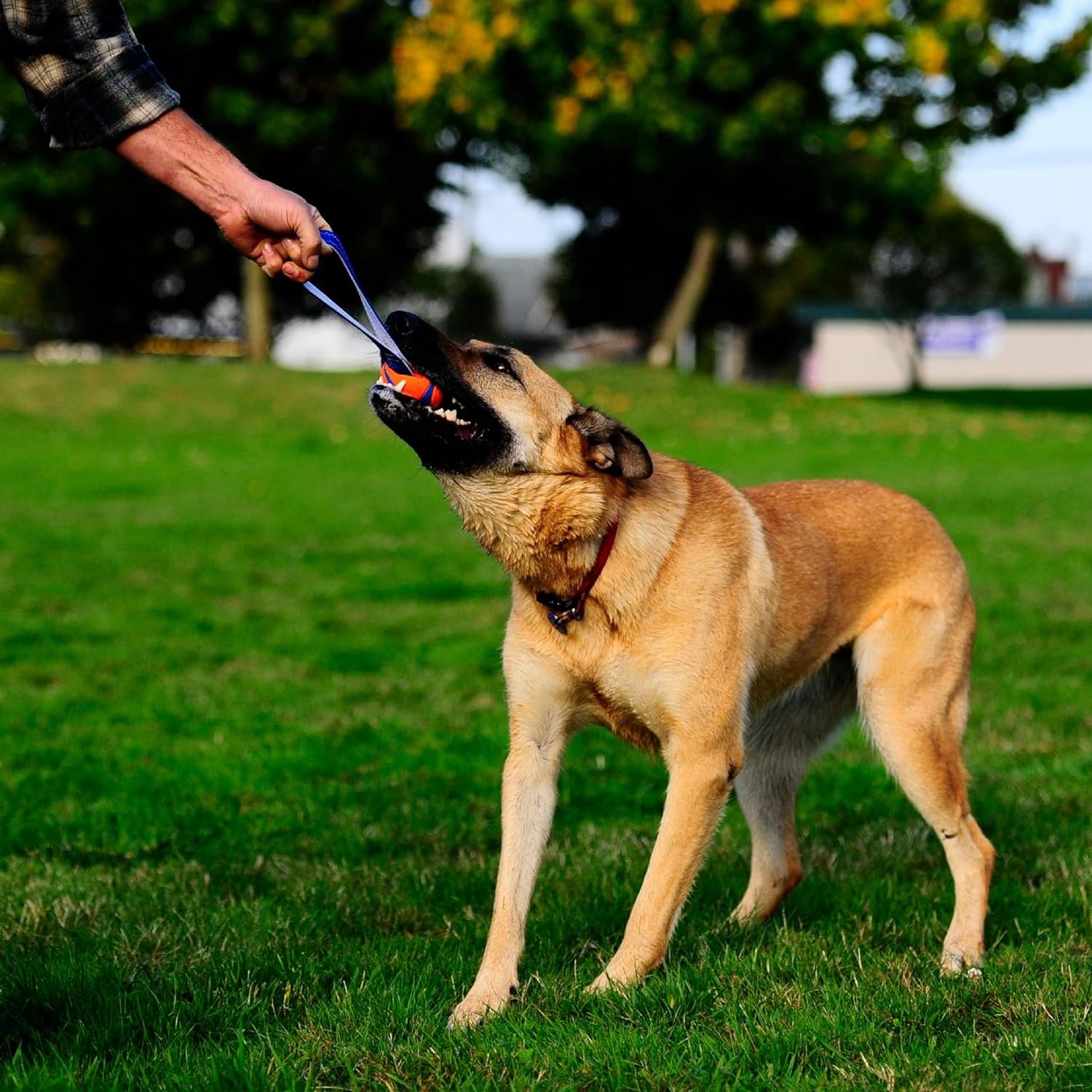 Chuckit! Ultra Tug Juguete para perros de 20 a 60 libras