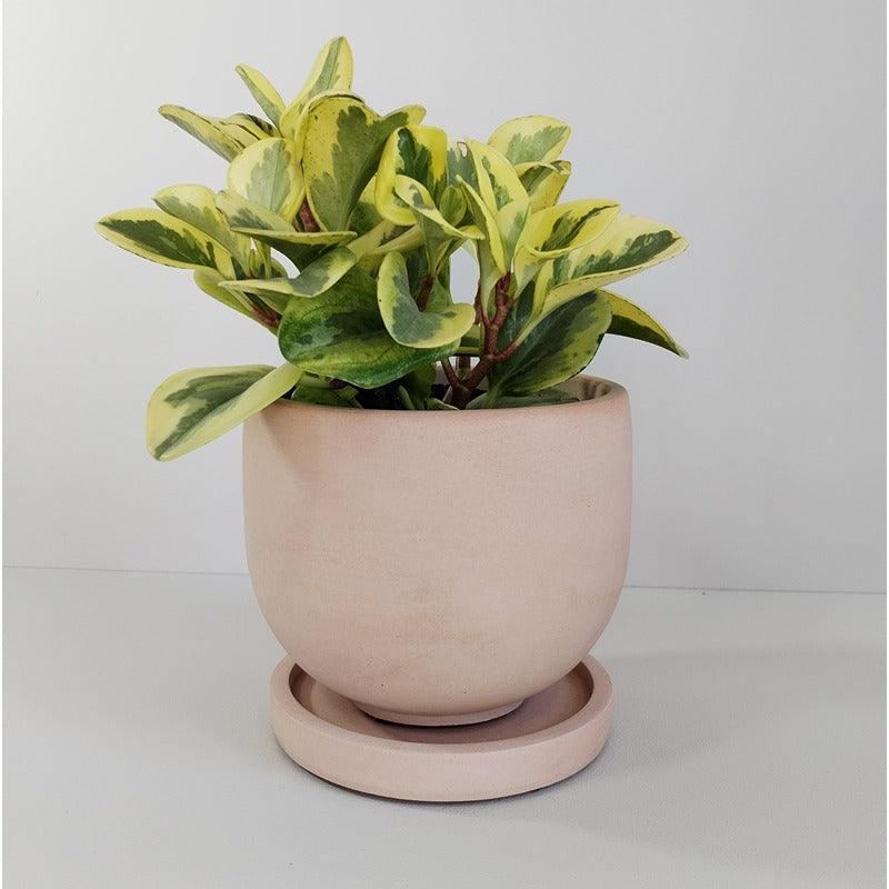 Matera María de Cemento 12.5x15 cm Nude - VIRTUAL MUEBLES