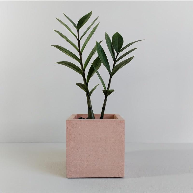 Matera Eloisa Petty de Cemento 10x10x10 cm Palo de Rosa - VIRTUAL MUEBLES