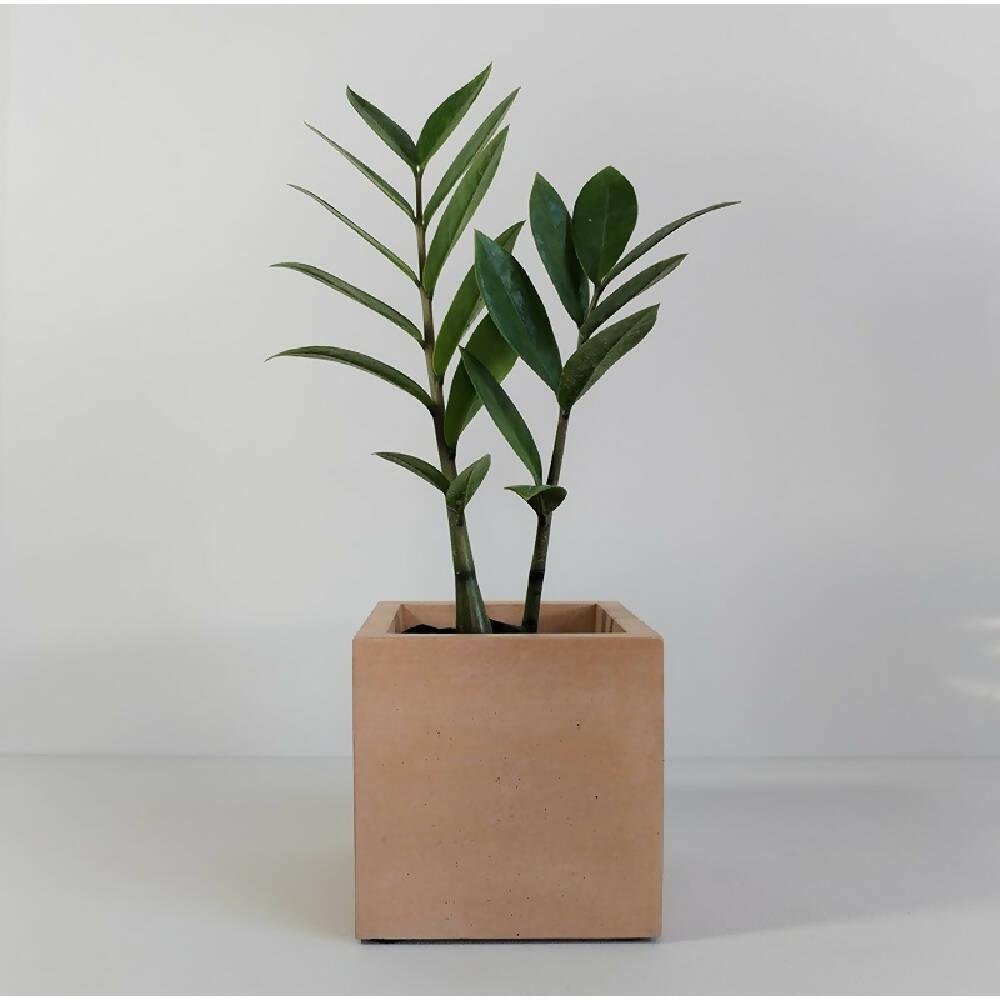 Matera Eloisa Petty de Cemento 10x10x10 cm Café - VIRTUAL MUEBLES