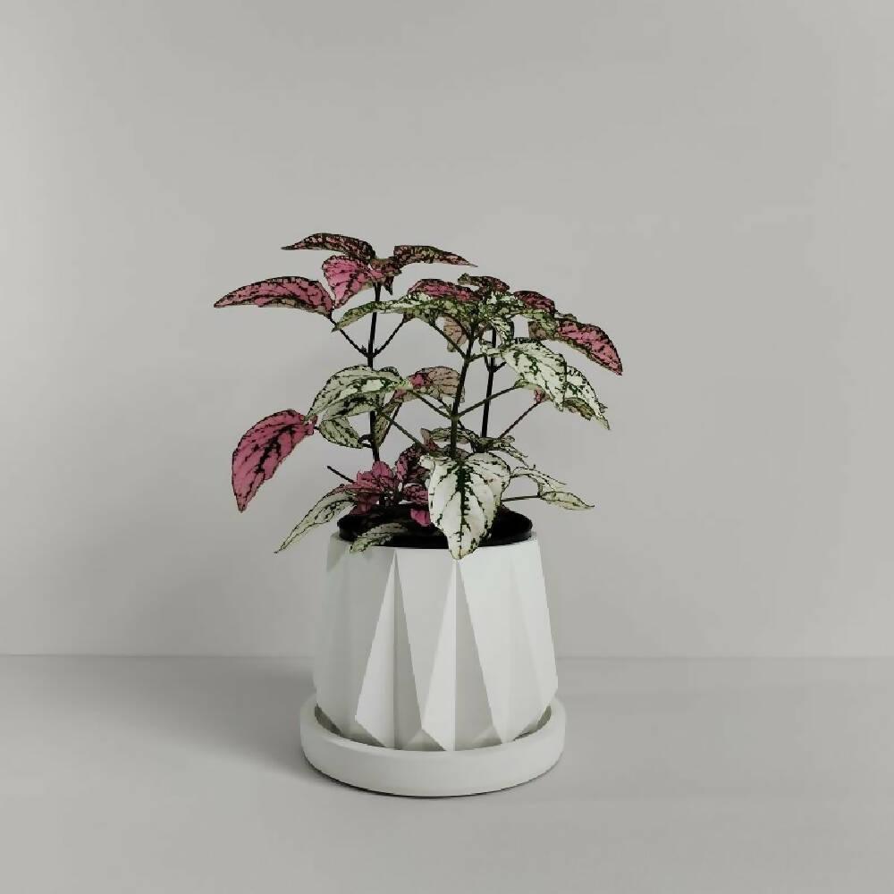 Matera Lirio de Cemento 10.5x10 cm Blanco - VIRTUAL MUEBLES